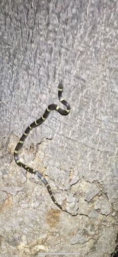 Black-banded Cat-eyed Snake