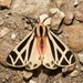 Harnessed Tiger Moth - Photo (c) Kyran Leeker, all rights reserved, uploaded by Kyran Leeker