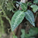 Goodyera hachijoensis - Photo (c) louislo, all rights reserved, uploaded by louislo