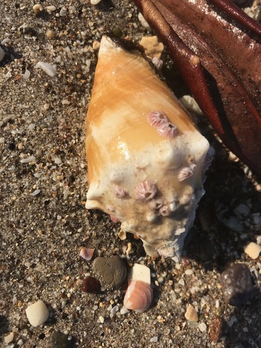 Eastern Pacific fighting conch