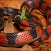 Amazon False Coral Snake - Photo (c) Luis F. C. de Lima, all rights reserved, uploaded by Luis F. C. de Lima