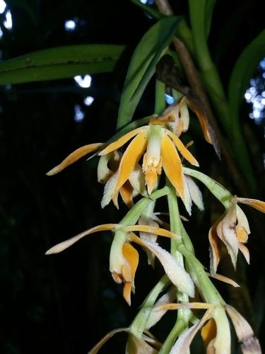 Epidendrum alpicola