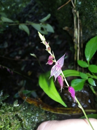 Biloba Orchid