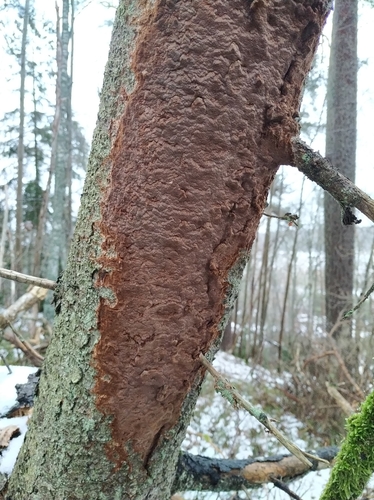 Phellinidium ferrugineofuscum