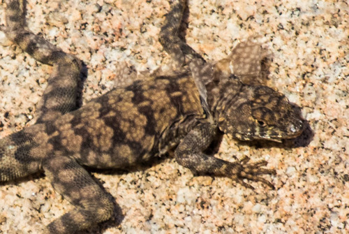 Banded Rock Lizard