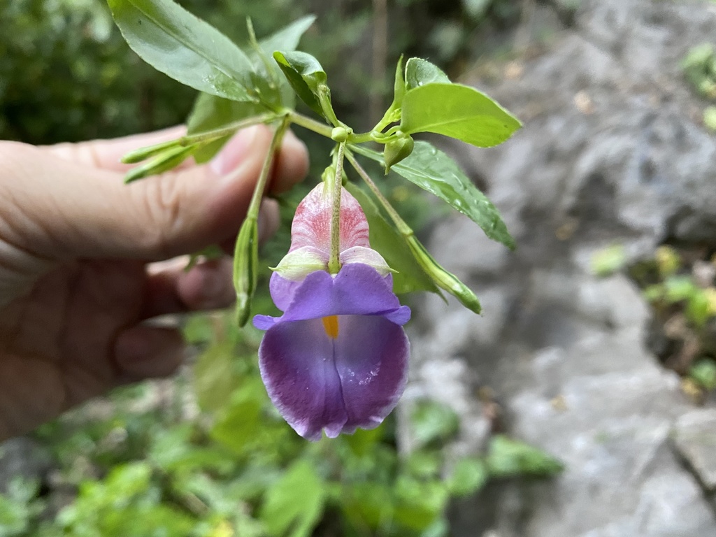 Impatiens jiewhoei (Jiewhoe's Balsam)