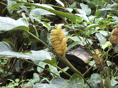 Calathea crotalifera image