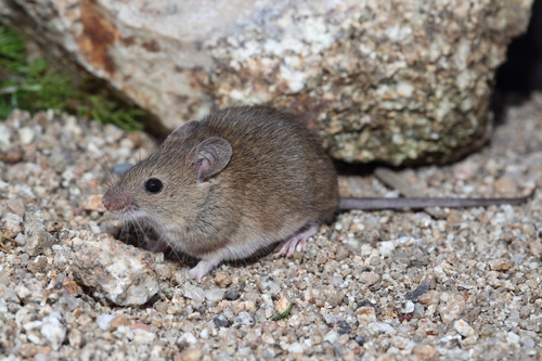 Algerian Mouse