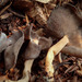 Felt Saddle Fungus - Photo (c) naturalisttrent, all rights reserved, uploaded by naturalisttrent