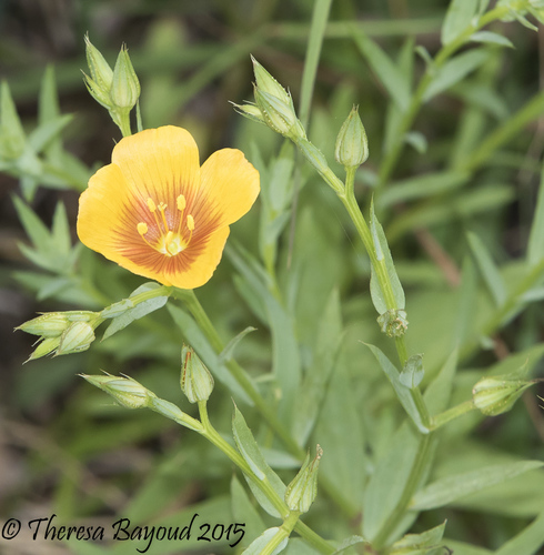 Linum berlandieri var. berlandieri