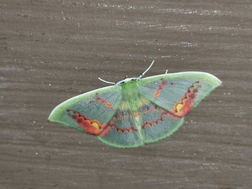 Rhodochlora exquisita