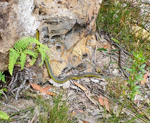 Common Tree Snake sighting