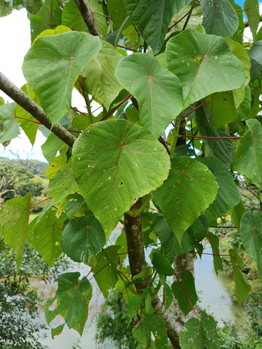 Macaranga indica