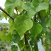 Macaranga indica - Photo (c) TreeClouds Permaculture, all rights reserved, uploaded by TreeClouds Permaculture