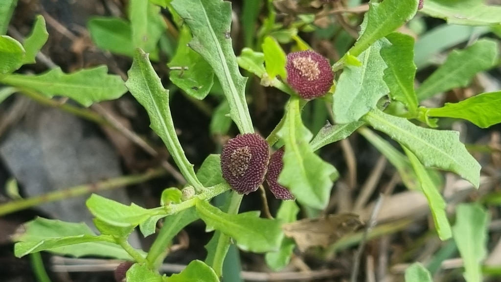 Sphaeromorphaea australis (Sphaeromorphaea australis)