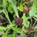 Sphaeromorphaea australis - Photo (c) Delma Clifton, όλα τα δικαιώματα διατηρούνται, uploaded by Delma Clifton