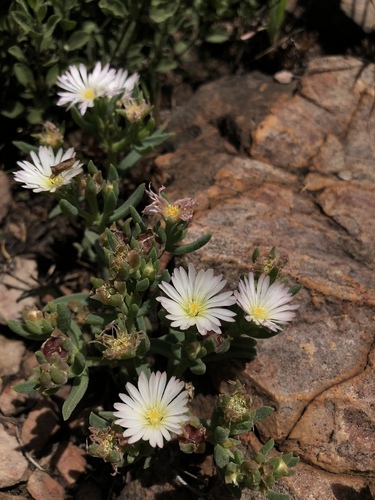 Delosperma gautengense
