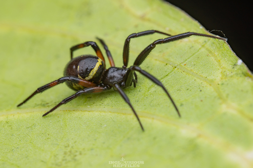 Steatoda cingulata (Thorell, 1890)