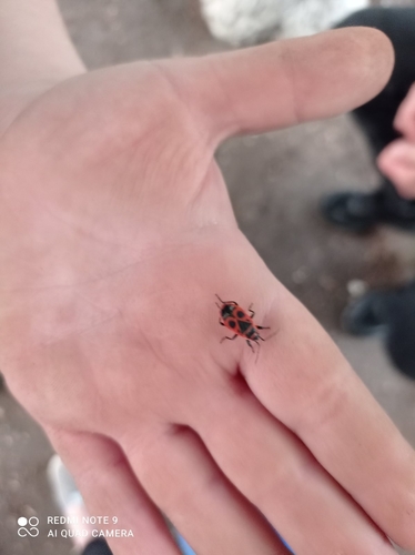 European Firebug