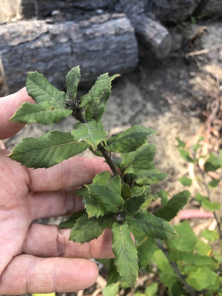 dicots-from-rose-canyon-open-space-park-san-diego-ca-us-on-june-27