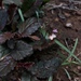Purpleleaf Dollsrose - Photo (c) Carel Fourie, all rights reserved, uploaded by Carel Fourie
