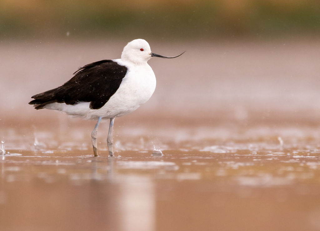 Andean Avocet (Recurvirostra andina) photo