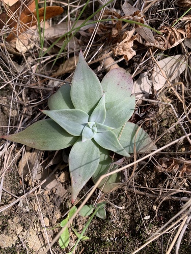 Canyon Dudleya seedling