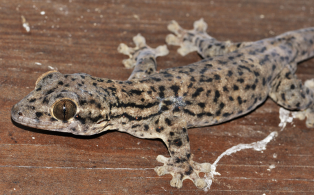 Saint Martin Thick-tailed Gecko