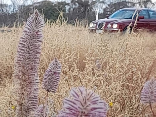 Pink Mulla Mulla