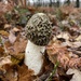 Common Stinkhorn - Photo (c) Nick Weller, all rights reserved, uploaded by Nick Weller