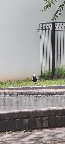 Blacksmith Lapwing