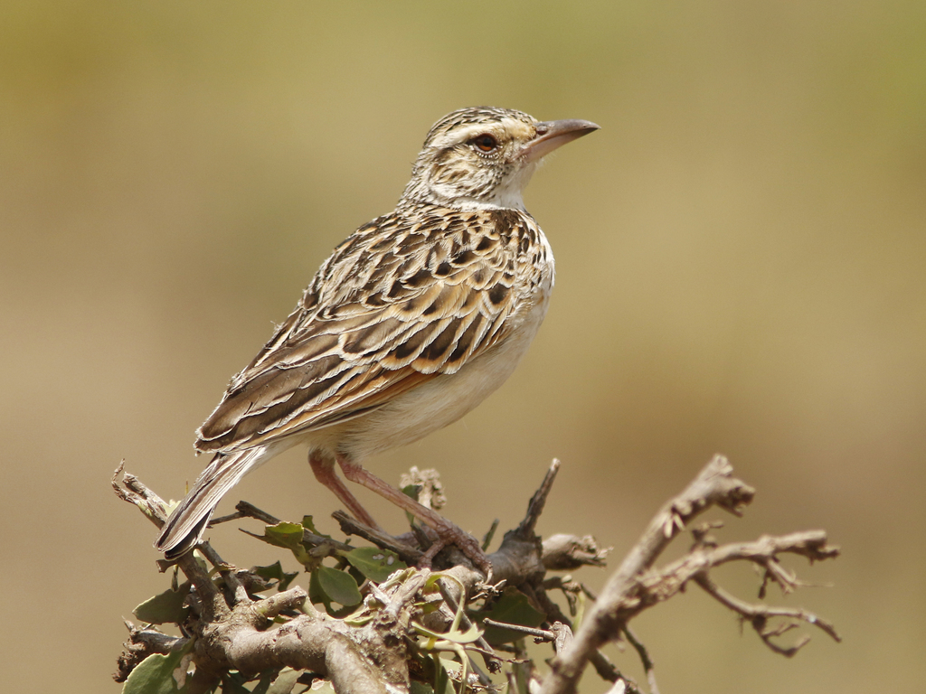 Sentinel Lark (Corypha athi) photo