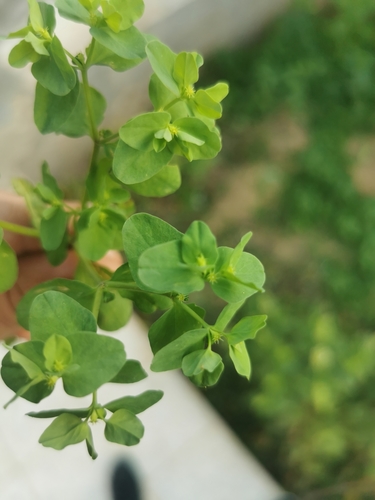 Petty Spurge