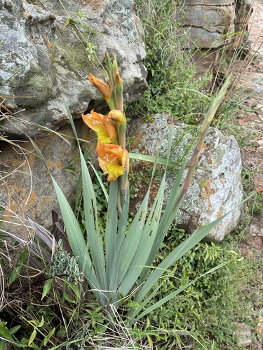 Dragon's-head Lily
