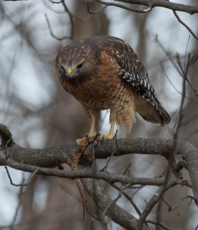 Eastern Copperhead from Marsden footbridge, C&O Canal, Potomac, MD, USA