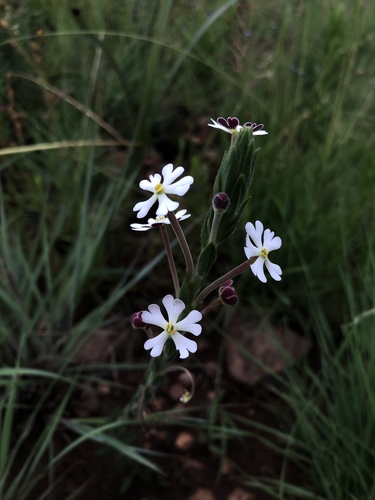 Zaluzianskya elongata