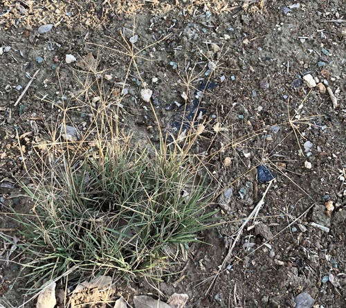 slimspike windmill grass (Chloris andropogonoides)