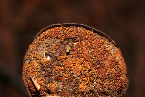 Brown Funnel Polypore