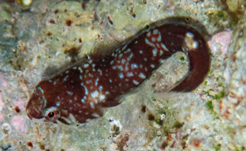 Tomicodon cryptus