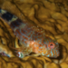 Orange-spotted Blenny - Photo (c) Karl Questel, all rights reserved, uploaded by Karl Questel