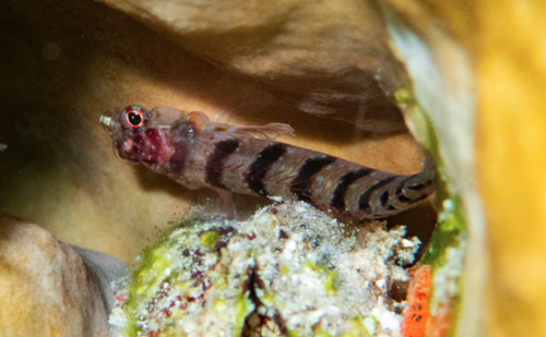 Starksia smithvanizi