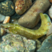 Blackfin Blenny - Photo (c) Karl Questel, all rights reserved, uploaded by Karl Questel