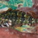 Barfin Blenny - Photo (c) Karl Questel, all rights reserved, uploaded by Karl Questel