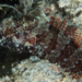 Mimic Blenny - Photo (c) Karl Questel, all rights reserved, uploaded by Karl Questel