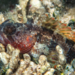 Puffcheek Blenny - Photo (c) Karl Questel, all rights reserved, uploaded by Karl Questel