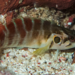 Spotcheek Blenny - Photo (c) Karl Questel, all rights reserved, uploaded by Karl Questel