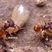 Acanthomyrmex glabfemoralis - Photo (c) 豆豆, all rights reserved, uploaded by 豆豆