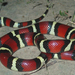 Mexican Milksnake - Photo (c) Jason Penney, all rights reserved
