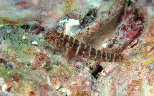 Lythrypnus crocodilus