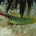 Greenband Goby - Photo (c) Karl Questel, all rights reserved, uploaded by Karl Questel